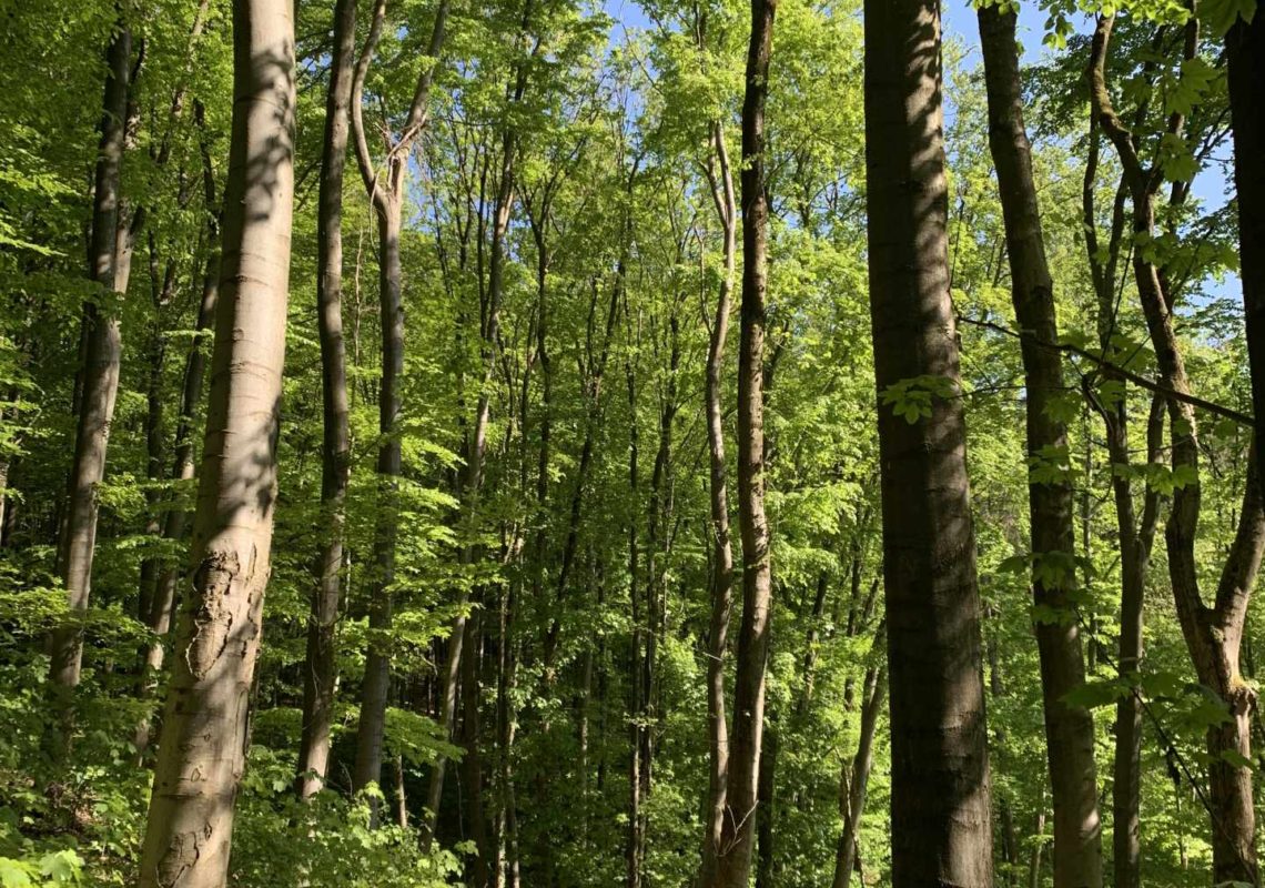 Ferienpark Hesselhof - Ferienwohnungen und Wellnessanlage in Rimbach, Odenwald (Foto 25)