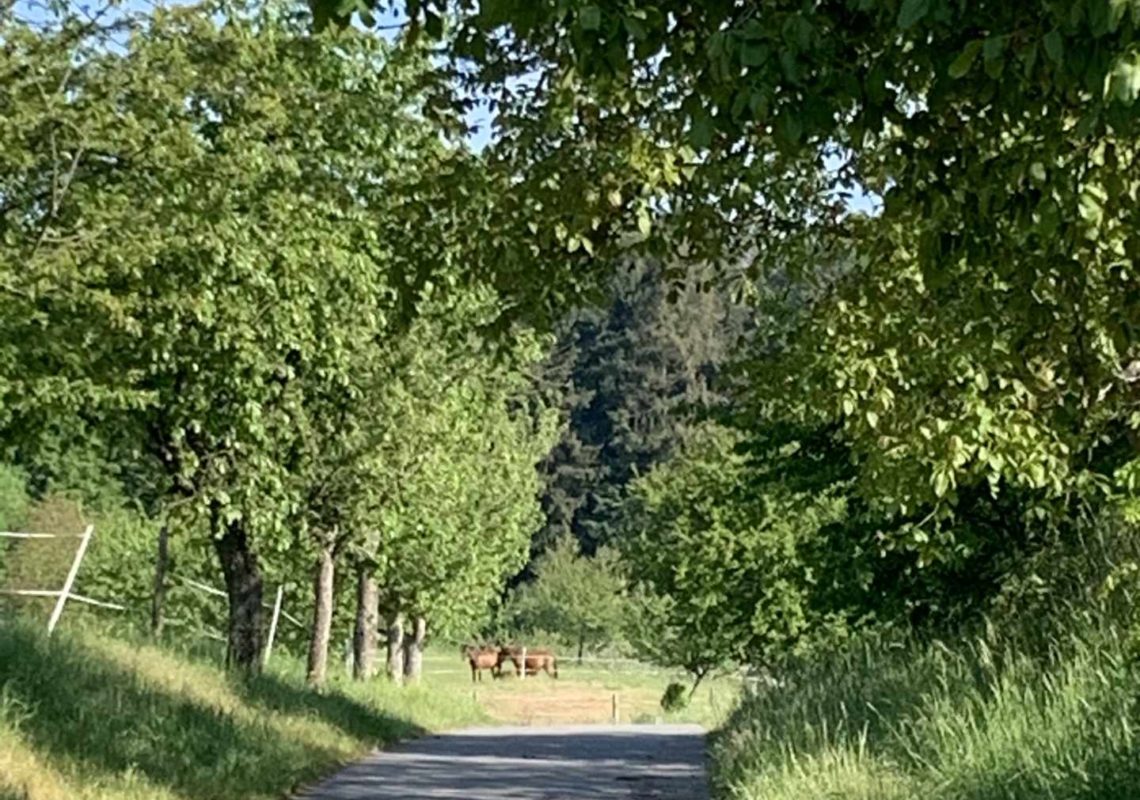 Ferienpark Hesselhof - Ferienwohnungen und Wellnessanlage in Rimbach, Odenwald (Foto 26)