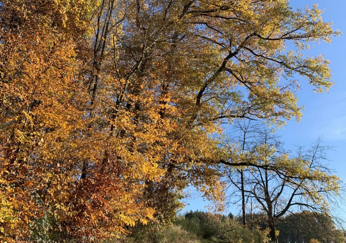 Ferienpark Hesselhof - Ferienwohnungen und Wellnessanlage in Rimbach, Odenwald (Foto 33)